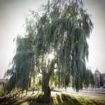 Sidewalk poll, Jan. 13