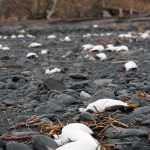 In this Thursday photo, dead common murres lie on a rocky beach in Whittier. Federal scientists in Alaska are looking for the cause of a massive die-off of one of the Arctic's most abundant seabirds, the common murre.