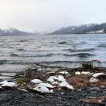 In this Thursday photo, dead common murres lie washed up on a rocky beach in Whittier.