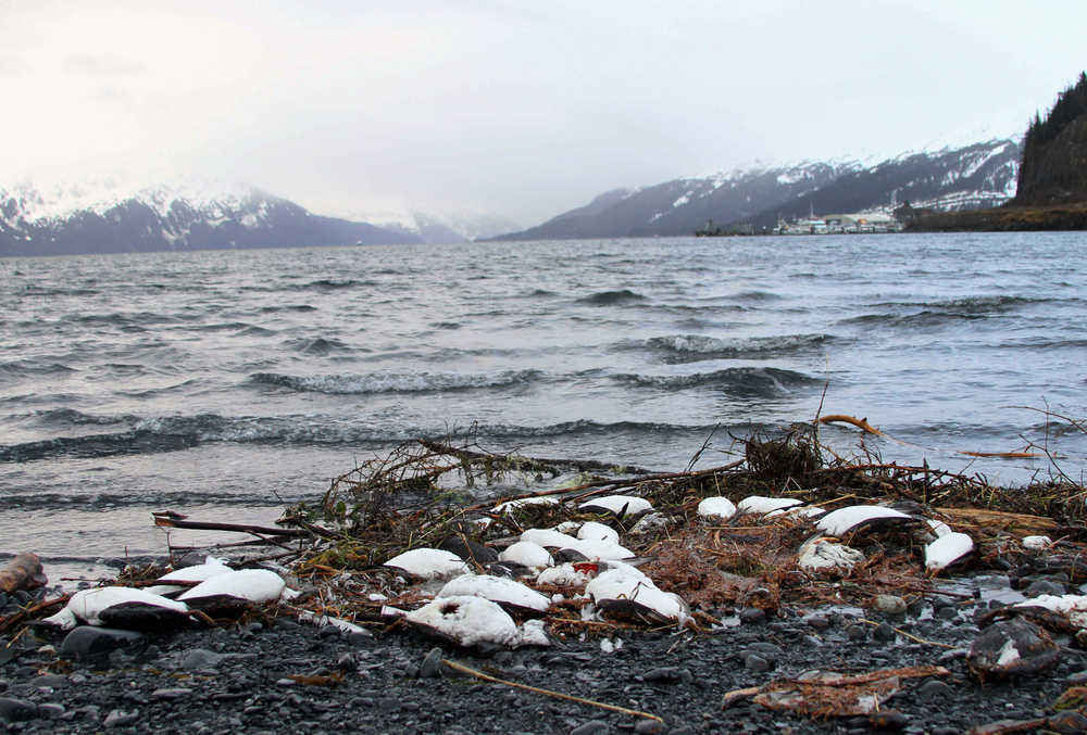 In this Thursday photo, dead common murres lie washed up on a rocky beach in Whittier.