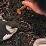 In this Thursday photo, Hai Han feeds a common murre in the bathtub of his vacant apartment in Whittier. He hand feeds salmon chunks to the bird two to three times after he founds it starving to death on a beach in Whitter.