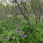 A path winds into the trees in Thorsmork.