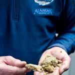 Geoff Larson, co-founder of the Alaskan Brewing Company, shows the spent hops after processing in their mash press during a tour on Thursday. The spent hops is forwarded to a furnace to produce some of the energy required to produce their beer.