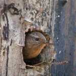 A winter wren peers out of its tree hole nest.