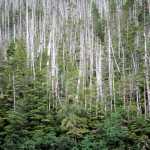 Intensive yellow-cedar decline on Chichagof Island, Alaska, near sea level.