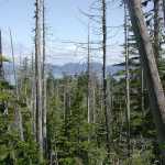 Surviving western and mountain hemlock at Goose Cove, Peril Strait, Alaska appear as green trees among the numerous dead yellow-cedar trees, illustrating a successional shift in tree species in response to yellow-cedar decline.