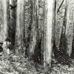A photograph taken in 1918 shows William Weigle (forest supervisor in Alaska) and yellow-cedar trees. The back of the photo has the inscription, "in the vicinity of Lituya Bay," a location which is now part of Glacier Bay National Park, Alaska.