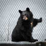 The bear awake around the Auke Bay ferry terminal pauses along a chain-link fence on Jan. 24.