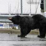 More bears than normal are out and about for this time of year, said ADF&G wildlife biologist Stephanie Sell.