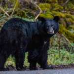 Three bears have recently been seen out and about in Juneau - this one, near the Auke Bay ferry terminal, one on Back Loop, and one downtown.
