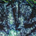 Rainforest and raindrops reflected in a puddle.