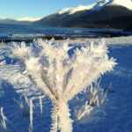 Hoar frost flower out the road.