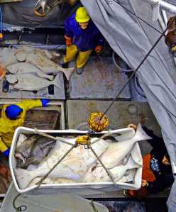 The Internation Pacific Halibut Commission increased the 2016 quota from last year's by 2.3 percent.