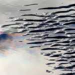 Lowtide, midday, Mendenhall River.