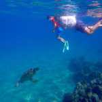 A sea turtle checks out Alain Thoms Soltys-Gray and Tony Soltys, two Juneau flyfishers perfecting their underwater fishing technique.