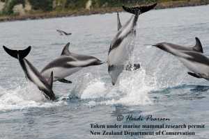 Dusky dolphins, one of UAS professor Heidi Pearson's topics at this Friday's Fireside lecture.