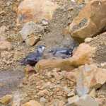 A Kittlitz's murrelet delivers a fish to its chick at the nest site.