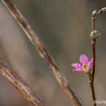 First salmonberry flower of the season, out-the-road.