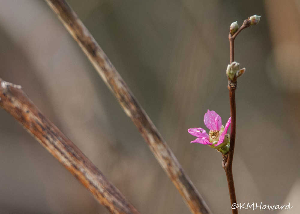 First salmonberry flower of the season, out-the-road.