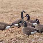 A flock of Canada Geese in the Mendenhall wetlands.