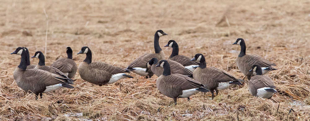 A flock of Canada Geese in the Mendenhall wetlands.