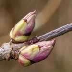 Elderberry buds begin to emerge out-the-road.