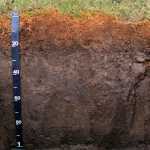 Fens and bogs in the rainforest have deep accumulations of carbon.