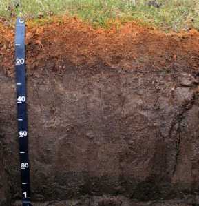 Fens and bogs in the rainforest have deep accumulations of carbon.