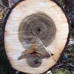 Heartwood from a tree.