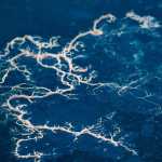 Dendritic-looking debris afloat in the boat harbor. (Photo by Kerry Howard)