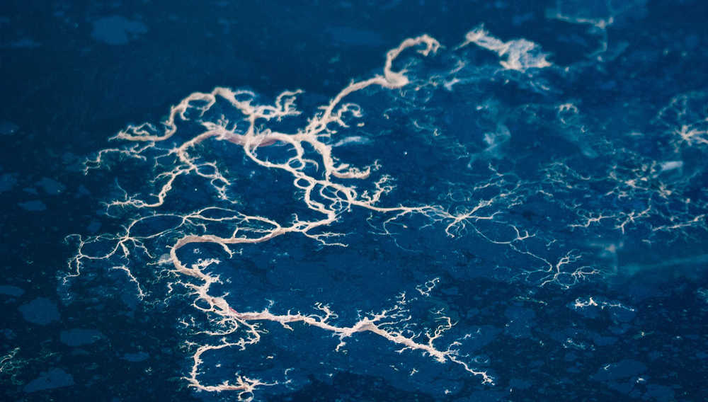 Dendritic-looking debris afloat in the boat harbor. (Photo by Kerry Howard)