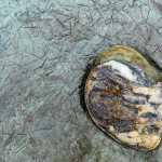 Still life with glacial mud and rock. (Photo by Kerry Howard)