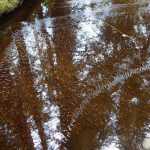 A reflection of the sky in a tiny, slow stream near the Point Bridget trail, as well as a spreading fan of bubbles in a "v" shape. (Photo by Eric Olsen)