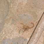 A scorpion served as quite the wake-up call for one member of the Farr family.