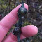 Stem galls on willow twigs are made by a midge, whose larva feeds inside the gall. (Photo by Kathy Hocker)