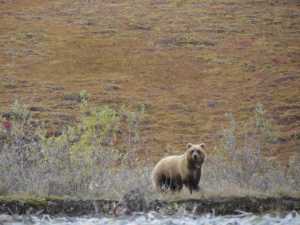A grizzly eyes the author from the banks of a river. Photo by Bjorn Dihle