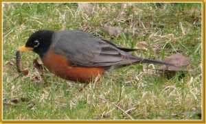 The early robin gets the worm in Evergreen Cemetery.