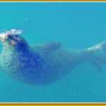 A harbor seal snatches a small fish from the water's surface in the boat harbor.