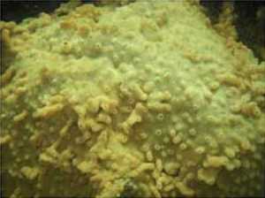 Didemnum vexillum, commonly known as rock vomit, is shown encasing a rock in Sitka's Whiting Harbor. The Alaska House passed a bill to combat invasive species in Alaska's waters.