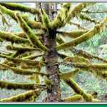 These thick mossy branches resemble hairy arachnids. on Salmon Creek Trail.
