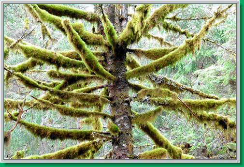 These thick mossy branches resemble hairy arachnids. on Salmon Creek Trail.