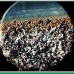 Crustaceans and dried evergreen needles mark the high tide line on the end of a piling.