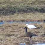 Wild geese in Juneau.