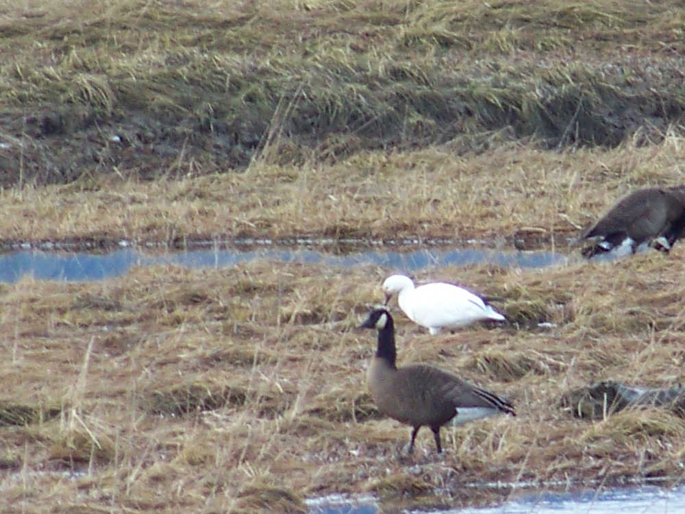 Wild geese in Juneau.