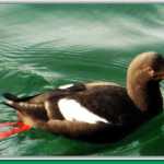 A pigeon gillemot swims in the calm downtown harbor.