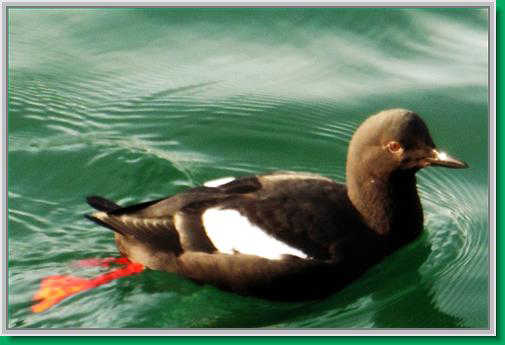 A pigeon gillemot swims in the calm downtown harbor.