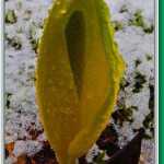 The lovely skunk cabbage flower in newly fallen snow by the Vista Creek shelter.