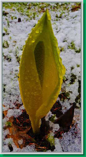 The lovely skunk cabbage flower in newly fallen snow by the Vista Creek shelter.