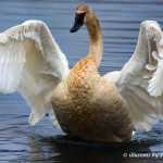 Swan stopping off to feed as it makes it way north for the summer.