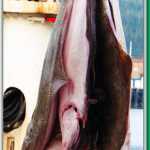 Freshly caught halibut is lowered for processing on a downtown dock.